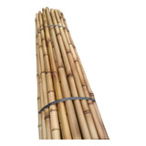 Bambu Tratado Kit Com 6uni 60cm X 2a3 
