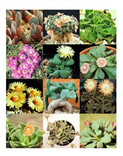 Semillas De Suculenta Aloinopsis Mix Planta Rara