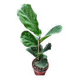 Ficus Pandurata Lyrata - Planta De Interior - Maceta 19