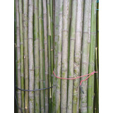 Caña Tacuara Bambú La Mejor De Sona Sur Berazategui. Oferta