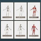 Anatomía Humana 87-89-91-88-90-92 - Lámina Póster Vintage 