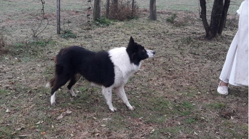 Criadero De Border Collie Argentino De Trabajo Y  Compañia !