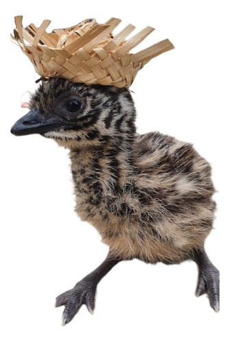 Emu Australiano Casal ( Frete Gratis )