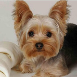 5d Diy Pintura De Diamantes Yorkie 16.0 X 16.0 in Comple...