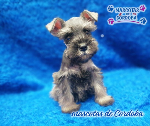 Venta De Cachorros Schnauzer Miniatura En Orizaba Veracruz