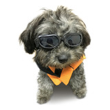 Gafas De Sol Para Perros Pequeños Cachorros Ojos Protección