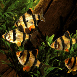Peixe Barbo Sumatra 3cm Pacote Com 5 Un (leia A Descrição)