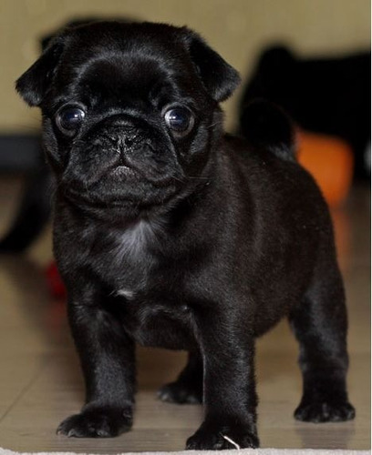 Cachorro Pug Carlino Negro!! 30