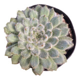 Suculenta Echeveria Dorette Pote 11 Planta Externa De Sol