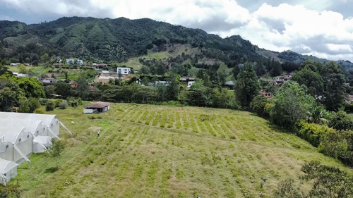 Lote Comercial 20.230m2 En La Ceja - Antioquia - Invernaderos Cultivos - Imagen 3