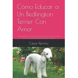 Como Educar A Un Bedlington Terrier Con Amor: Adiestramiento