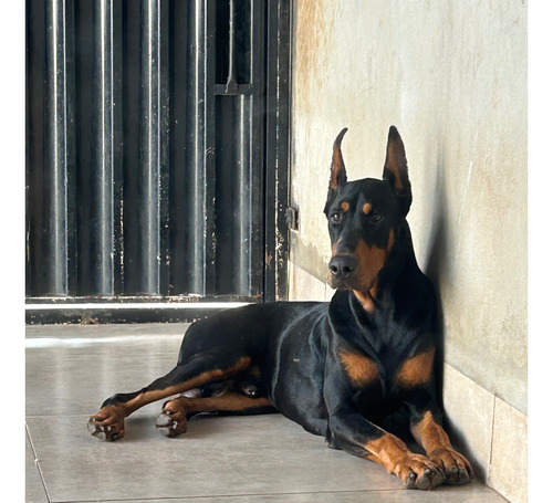 Filhotes De Dobermann América - Euro 