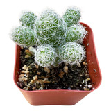 Cactus De Dedal | Mammillaria Gracilis Fragilis, Planta...