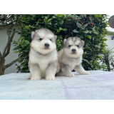 Cachorros Alaska Malamute Ríonegro, Med Animal Pets Colombia