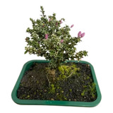 1 Planta Árvore Bonsai Serissa Variegata Flor Rosa Chinesa