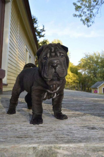 Filhotes De Sharpei 