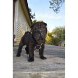 Filhotes De Sharpei 