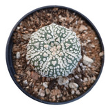  Astrophytum Asterias Super Kabuto Vtype  En Raíces 