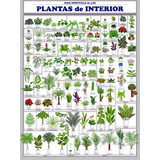 Cuadro Plantas De Interior 38 Especies Y 111 Variedades