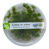 Phyllanthus Fluitans In Vitro Aquaplante