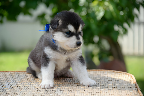 Cachorros Alaskan Malamute Perros Malamute De Alaska Puppy