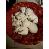 Cachorros West Highland White Terrier