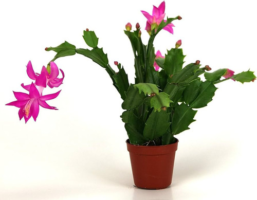 Santa Teresita Cactus ( Ripsalidopsis Rosea)