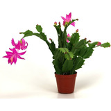 Santa Teresita Cactus ( Ripsalidopsis Rosea)