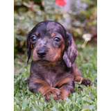 Dachshund