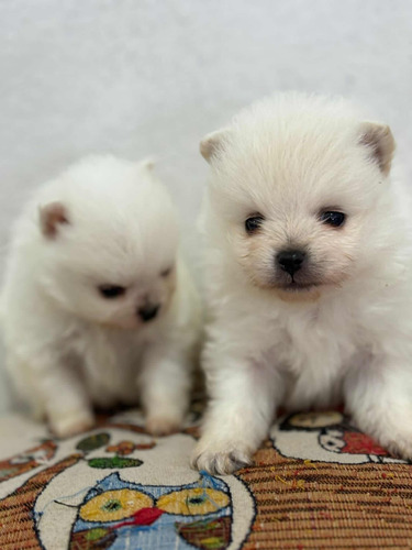 Pomerania Cachorro Macho  Ositos, Color Blanco, Lulu, Fca