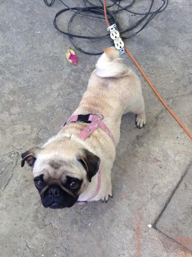 Cachorros Pug, Hermosos Y Originales.