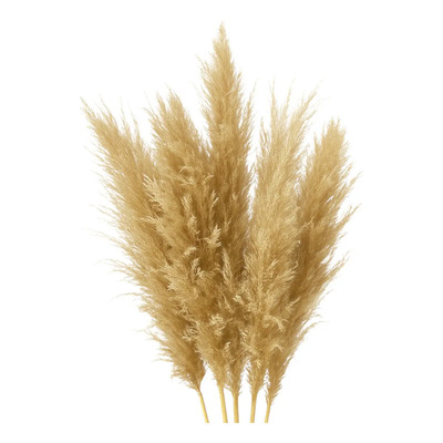 Pampas Secas Naturaleza Muerta Decoración 5 Varas Color Marrón | Meses sin interés