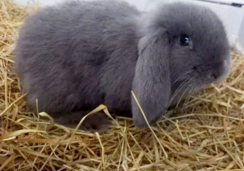 Coelho Mini Lop Puro Lindo Cia Ou Reprodução Macho