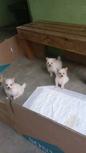 Cachorros Pomerania 