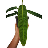 Philodendron Patriciae - Plantas Exóticas - Aráceas