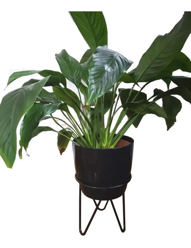 Portamaceta Macetero De Pie 20cm De Alto Hierro