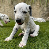 Vendo Hermosos Cachorros Dálmata Hembras 