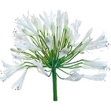 Agapanto Branco ( Agapanthus Africanus ) - Kit 10 Mudas