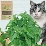 Catnip Atrayente Para Gatos 10g Hierba Gatera 