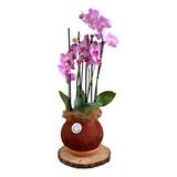 Kokedama Premium Orquídea Phaleanopsis 2 Varas 