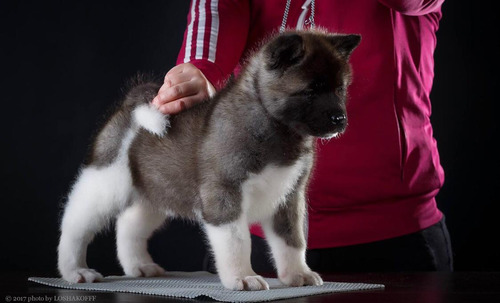 Cachorros Akita Americano