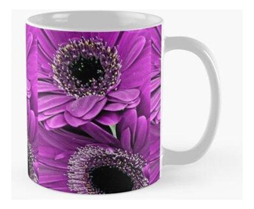 Taza Belleza Gerber Rosa Púrpura Calidad Premium