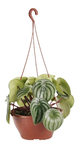 Planta De Interior Peperomia Watermelon Sandía Colgante Ø18 