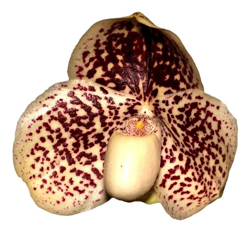 Orquídea Sapatinho Paphiopedilum Francisco Freire