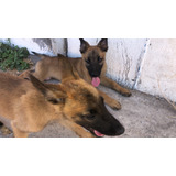 Pastor Belga Malinois 3 Meses 