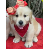 Golden Retriever Macho