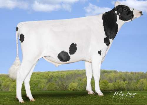 Semen Bovino Holstein - Padington