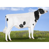 Semen Bovino Holstein - Padington