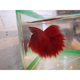 Peixe Betta De Linhagem Super Red Long Taill + Brinde