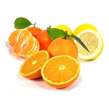 Combo Cítricos: Naranjo, Mandarino Y Limonero 4 Estaciones.